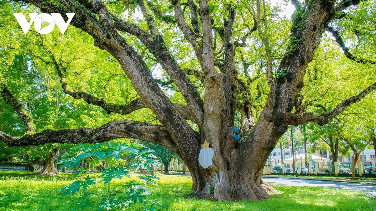 Rừng trong phố, phố trong rừng ở đô thị trăm năm tuổi